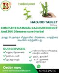Hadjod (pirandai) பிரண்டை